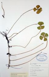 Marsilea mutica: herbarium specimen from Hunua, Auckland, WELT P013485/C, showing creeping rhizomes, leaves with four flabellate segments, and sporocarps on short stalks.

 Image: L.R. Perrie © Te Papa 2015 CC BY-NC 3.0 NZ